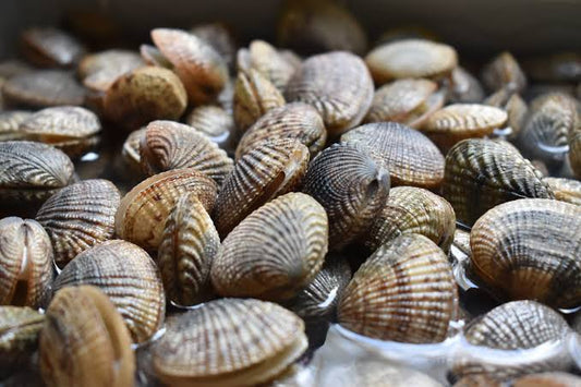 Vongole Desarenada